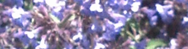 Recovery Garden